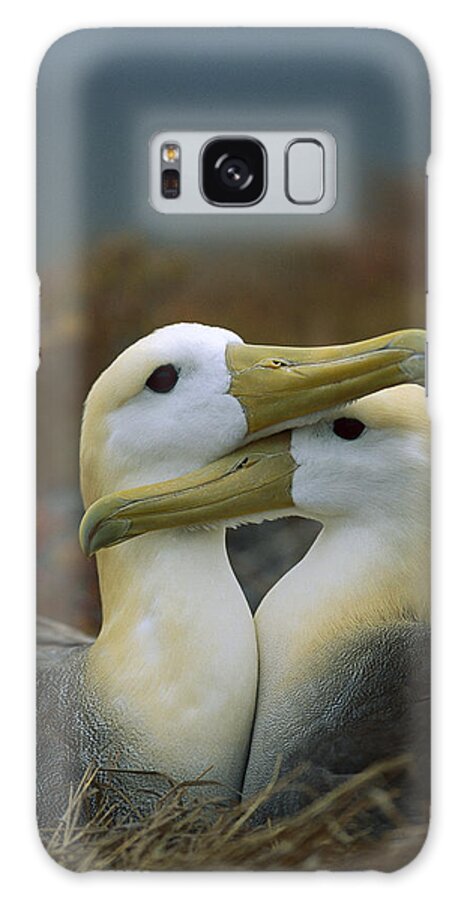Feb0514 Galaxy Case featuring the photograph Waved Albatross Pair Bonding Galapagos #2 by Tui De Roy