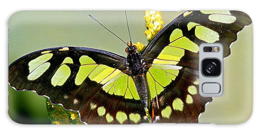 Malachite Butterfly Galaxy Case featuring the photograph Malachite Butterfly Siproeta Stelenes #22 by Millard H. Sharp