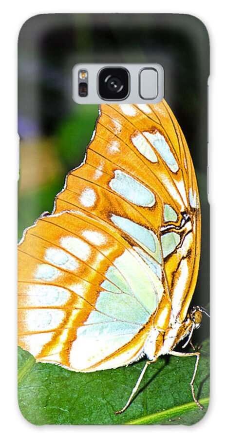 Fauna Galaxy Case featuring the photograph Malachite Butterfly Siproeta Stelenes #24 by Millard H. Sharp
