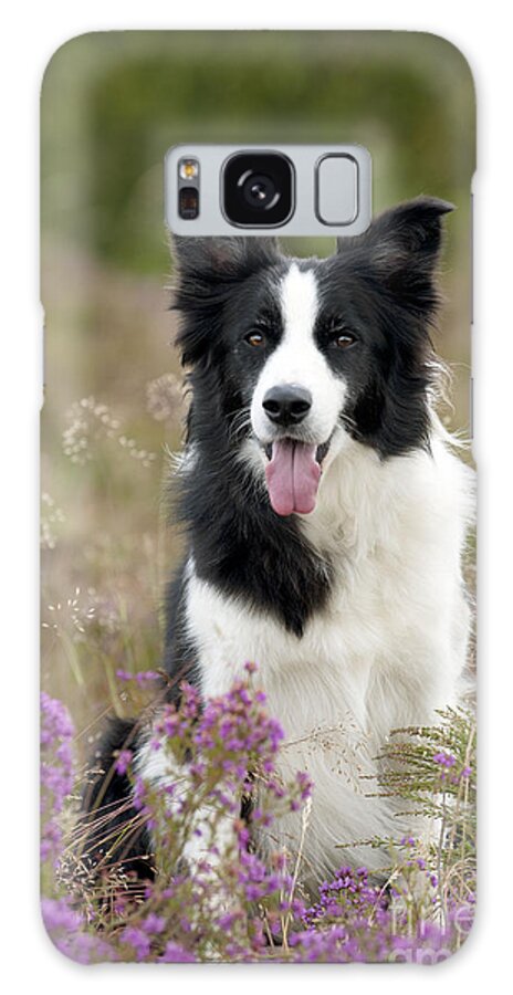 Dog Galaxy Case featuring the photograph Border Collie #27 by John Daniels