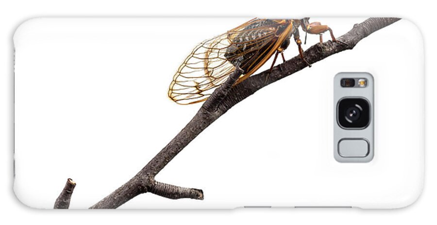 Backgrounds Galaxy Case featuring the photograph A Detailed View Of A Brood II Cicada #3 by Karsten Moran