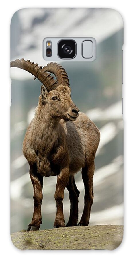 Animal Galaxy Case featuring the photograph Alpine Ibex #3 by Duncan Shaw