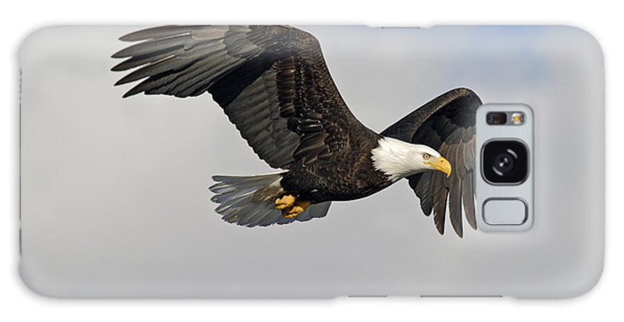 Animal Galaxy Case featuring the photograph Bald Eagle In Flight #1 by Jim Zipp