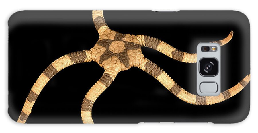 1928-1929 Galaxy Case featuring the photograph Banded Brittle Star #3 by Natural History Museum, London