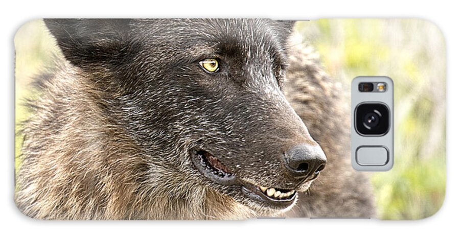 Wolf Galaxy Case featuring the photograph Black Wolf #3 by Deby Dixon