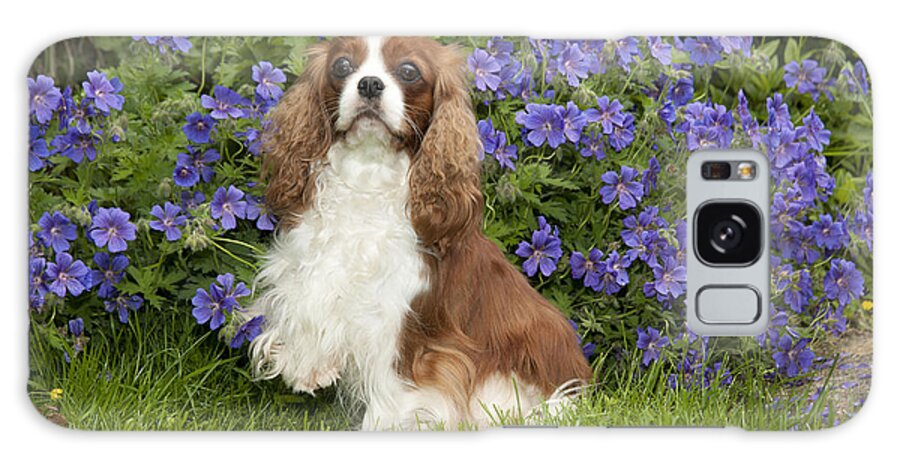 Dog Galaxy Case featuring the photograph Cavalier King Charles Spaniel #3 by John Daniels