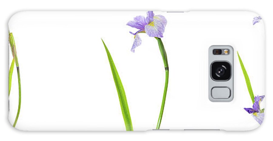 Photography Galaxy Case featuring the photograph Close-up Of Blue Flag Iris Iris #3 by Panoramic Images