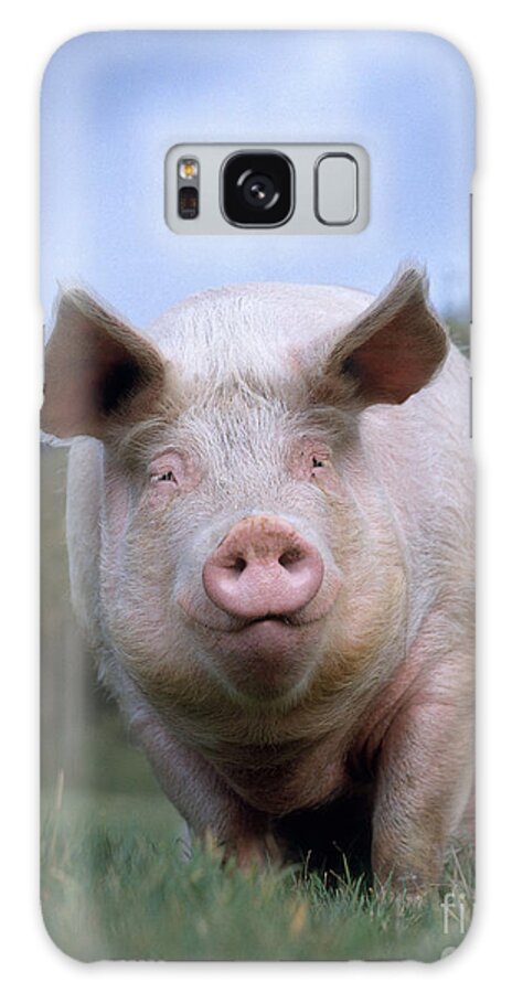 Pig Galaxy Case featuring the photograph Domestic Pig #3 by Hans Reinhard