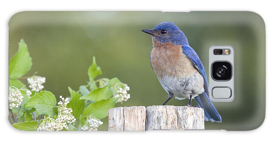Fauna Galaxy Case featuring the photograph Female Eastern Bluebird #3 by Linda Freshwaters Arndt