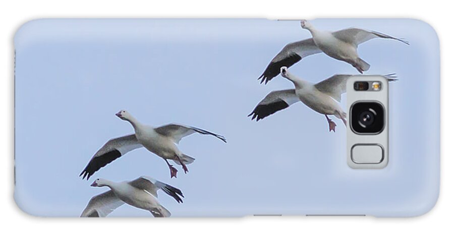 Bosque Del Apache Galaxy Case featuring the photograph Flying Snow Geese #3 by Jean Noren