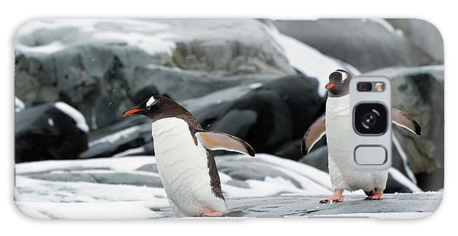 Following Galaxy Case featuring the photograph Gentoo Penguins Pygoscelis Papua #3 by Jim Julien / Design Pics