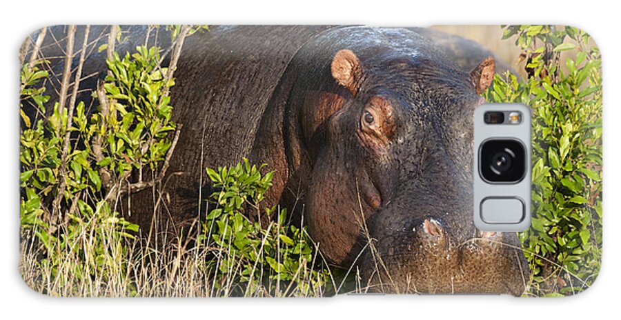 Africa Galaxy Case featuring the photograph Hippopotamus #3 by John Shaw