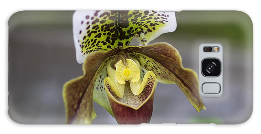 Flowers Galaxy Case featuring the photograph Lady Slipper #3 by Sue Morris