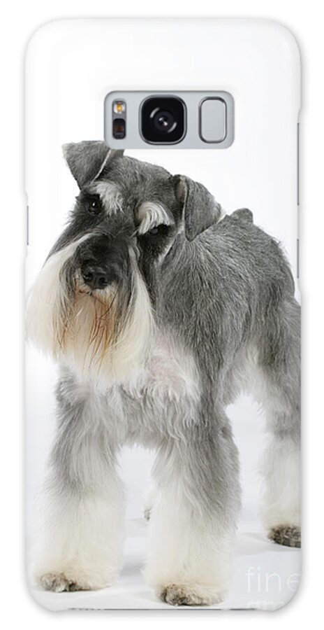 Dog Galaxy Case featuring the photograph Miniature Schnauzer #3 by John Daniels