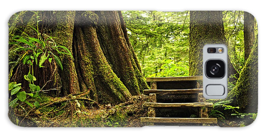Rainforest Galaxy Case featuring the photograph Path in temperate rainforest 3 by Elena Elisseeva