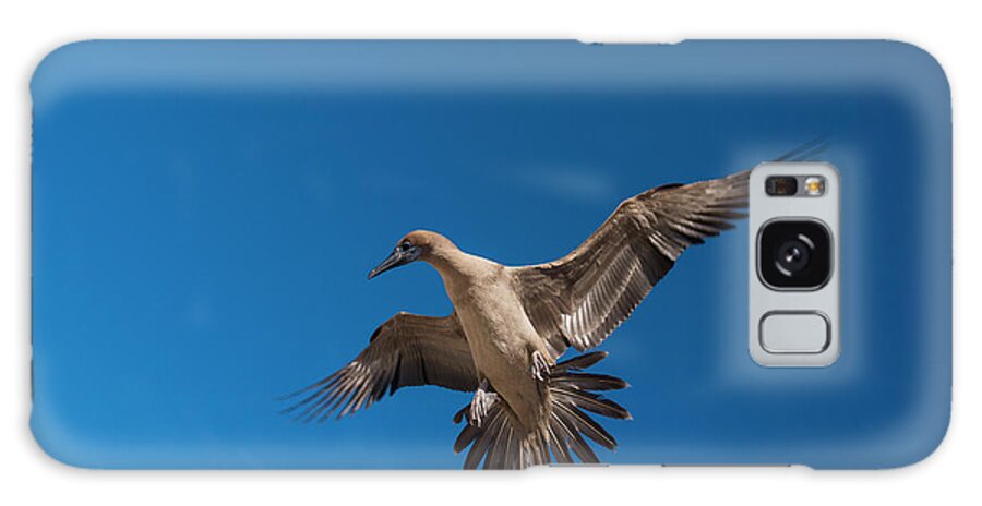 Bird Galaxy Case featuring the photograph Red-footed Booby (sula Sula Websteri #3 by Pete Oxford