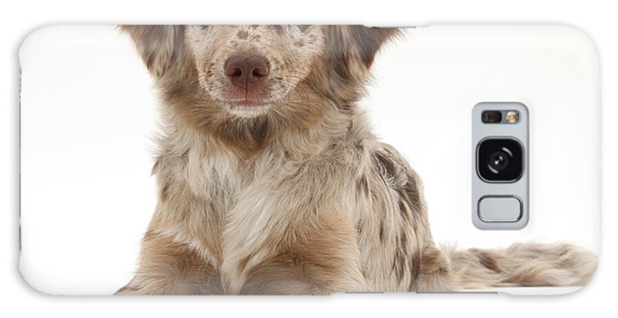 Nature Galaxy Case featuring the photograph Red Merle Miniature American Shepherd #3 by Mark Taylor