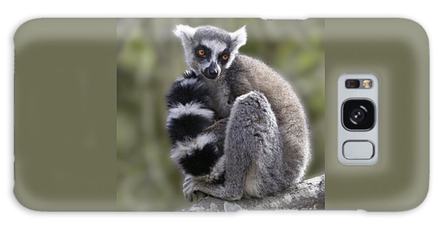 Ring-tailed Lemur Galaxy S8 Case featuring the photograph Ring-tailed Lemur #1 by Liz Leyden