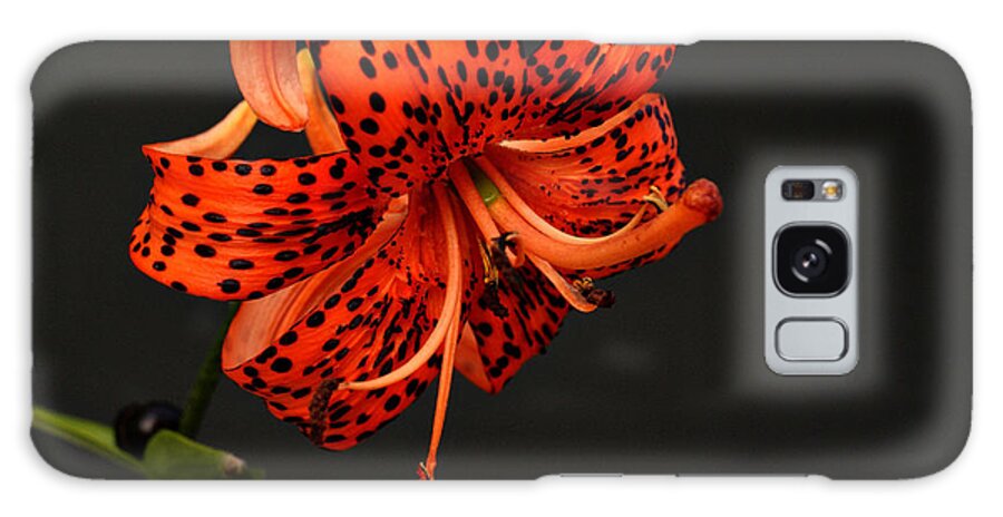 Flower Galaxy Case featuring the photograph Tiger Lily #3 by Sandy Keeton