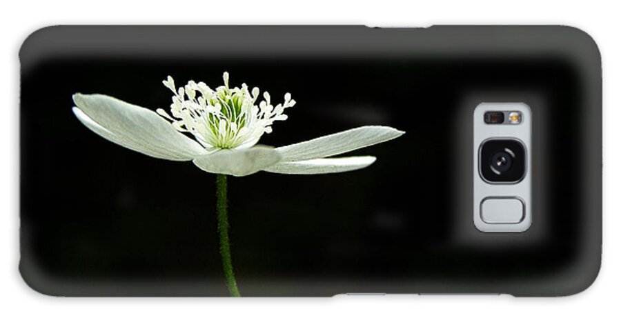 Wood Anenome Galaxy Case featuring the photograph Wood Anenome #3 by Angie Rea