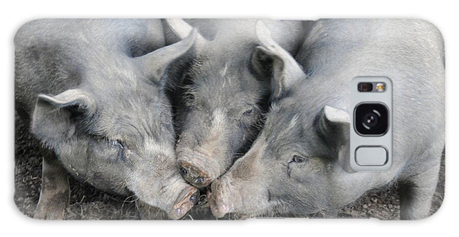 Agricultural Galaxy Case featuring the photograph Berkshire Pigs #4 by Bonnie Sue Rauch