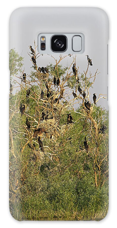 Animal Galaxy Case featuring the photograph Eurasian Cormorant (phalacrocorax Carbo #4 by Martin Zwick