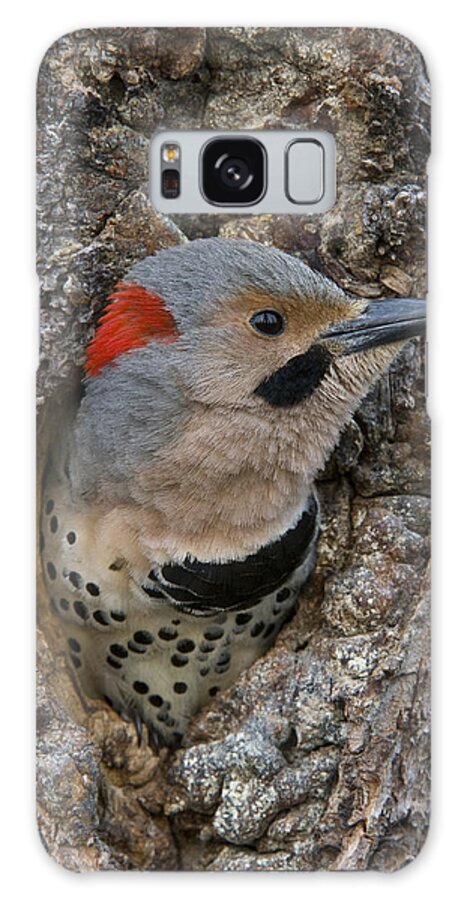 Michael Quinton Galaxy Case featuring the photograph Northern Flicker In Nest Cavity Alaska by Michael Quinton
