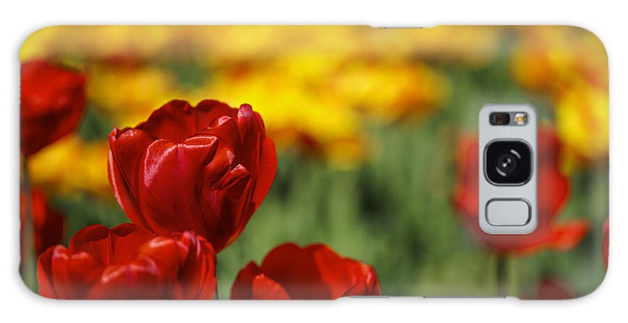 Tulip Galaxy Case featuring the photograph Red and Yellow Tulips #4 by Nailia Schwarz