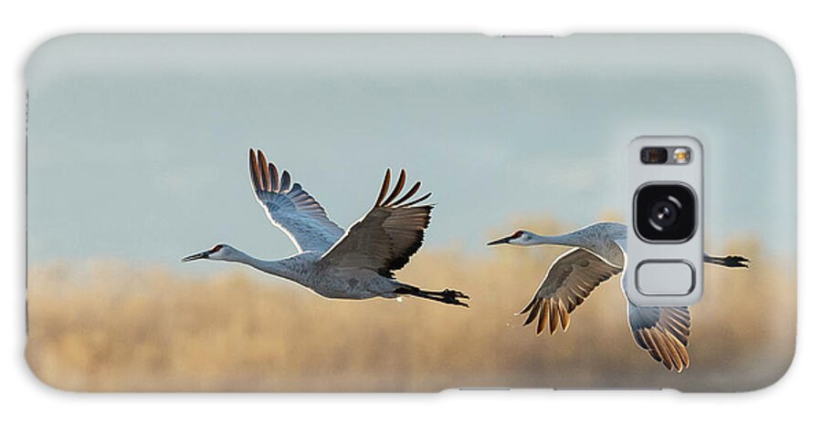 Behavior Galaxy Case featuring the photograph Sandhill Cranes Flying, Grus #4 by Maresa Pryor