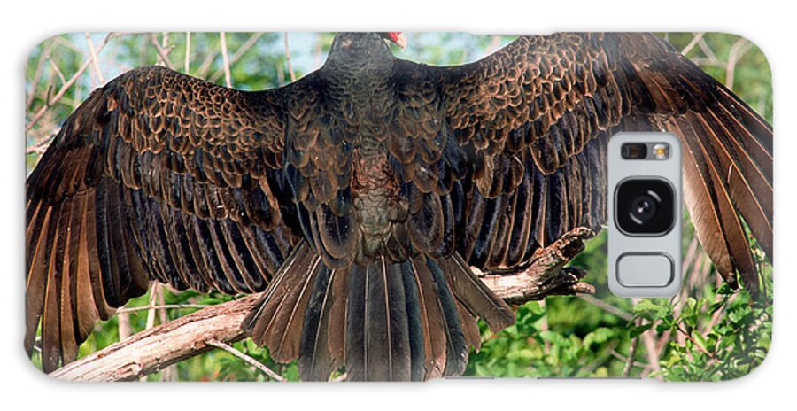 Animal Galaxy Case featuring the photograph Turkey Vulture Cathartes Aura #4 by Millard H. Sharp