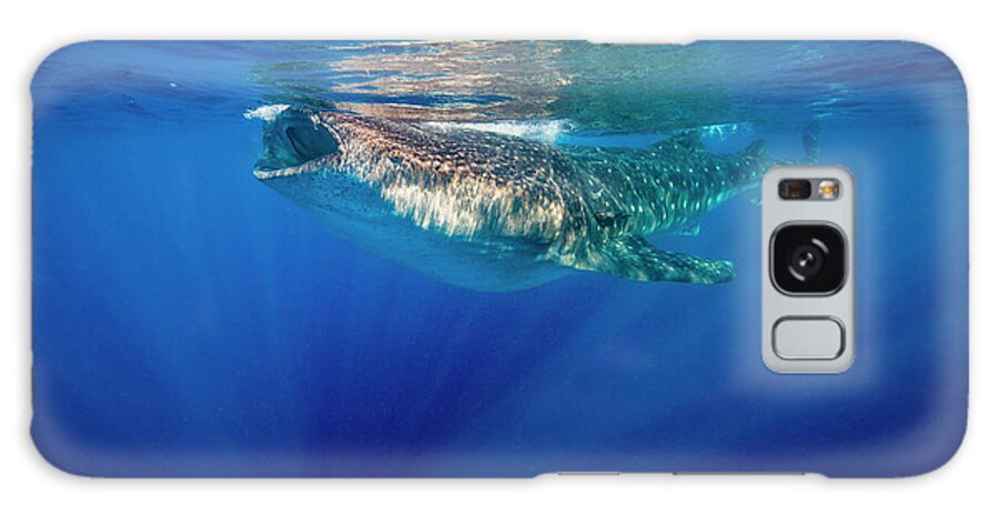Isla Mujeres Galaxy S8 Case featuring the photograph Whale Shark In Isla Mujeres, Mexico #4 by Jennifor Idol
