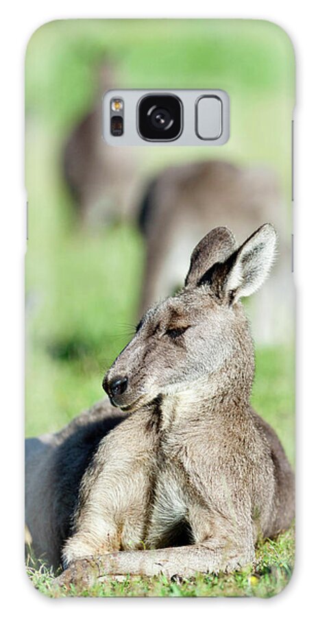 Animal Galaxy Case featuring the photograph Eastern Grey Kangaroo (macropus #47 by Martin Zwick