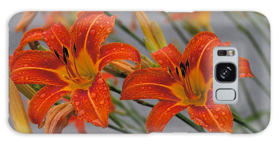 Day Lilly Galaxy Case featuring the photograph Day Lilly #5 by William Norton