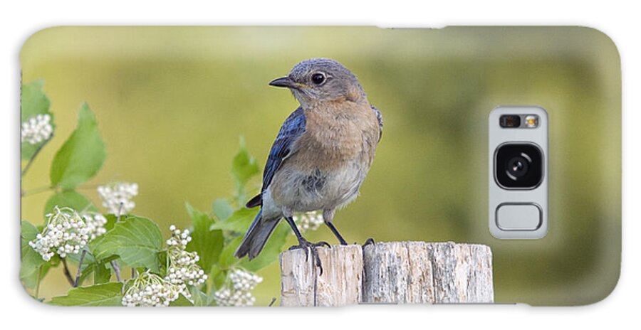 Fauna Galaxy Case featuring the photograph Female Eastern Bluebird #5 by Linda Freshwaters Arndt