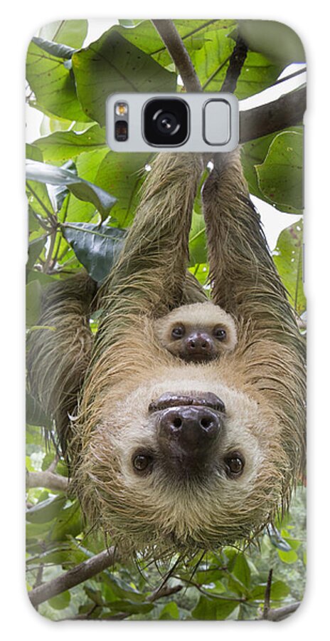 Mp Galaxy Case featuring the photograph Hoffmanns Two-toed Sloth And Old Baby #8 by Suzi Eszterhas