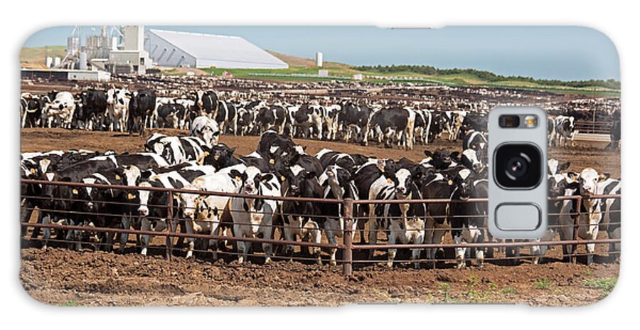 Domesticated Cow Galaxy Case featuring the photograph Intensive Cattle Farm #5 by Jim West