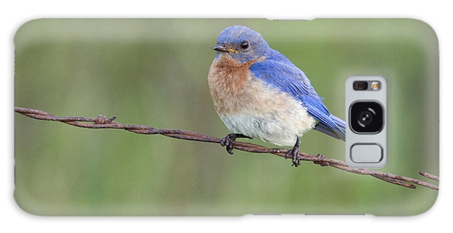 Fauna Galaxy Case featuring the photograph Male Eastern Bluebird #5 by Linda Freshwaters Arndt