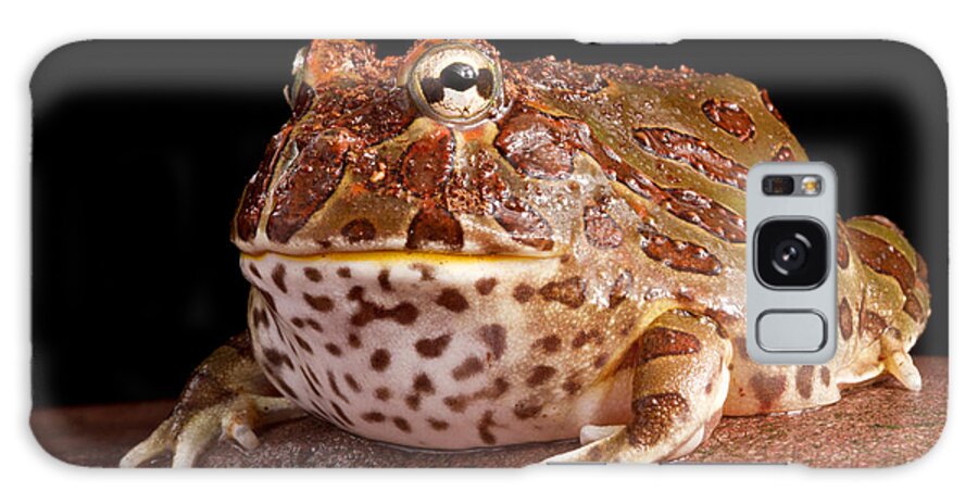 Pac Man Frog Galaxy Case featuring the photograph South American Horned Frog #5 by David Kenny