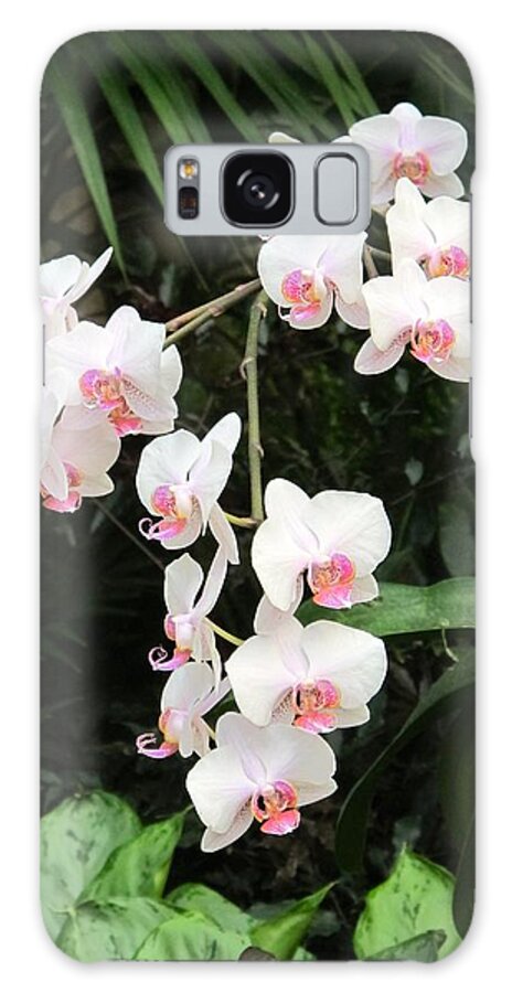 Orchid Galaxy Case featuring the photograph White orchids #5 by Sue Morris