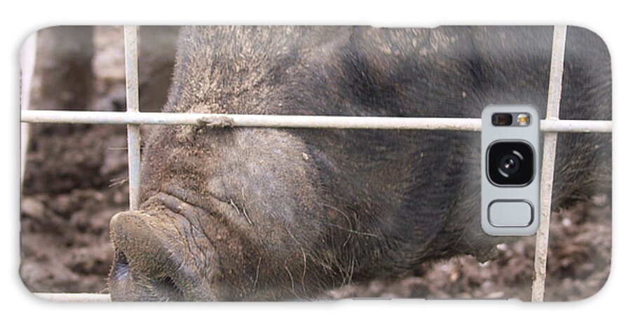 Agriculture Galaxy Case featuring the photograph Yorkshire Pig #5 by Bonnie Sue Rauch