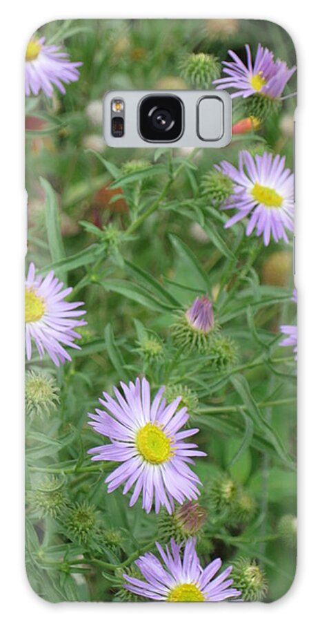 Asters Galaxy Case featuring the photograph 6 Asters Left by Ron Monsour