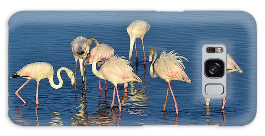 Lesser Flamingos; Feeding; Milneton Lagoon; Early; Morning; South Africa; Cape Town; Birds; White; Pink; Blue; Nature; Wings; Feathers; Sunlight; Animals; Water; Flock; Background; Galaxy S8 Case featuring the photograph Flamingos #6 by Werner Lehmann