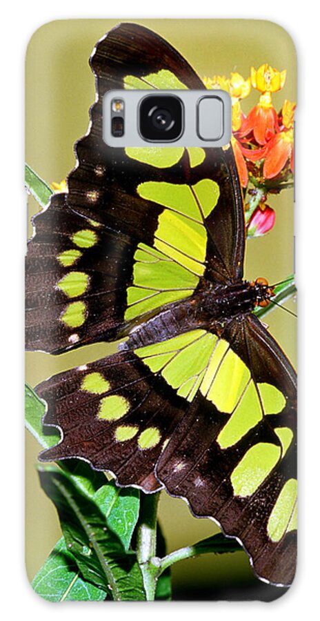 Malachite Butterfly Galaxy Case featuring the photograph Malachite Butterfly Siproeta Stelenes #6 by Millard H. Sharp