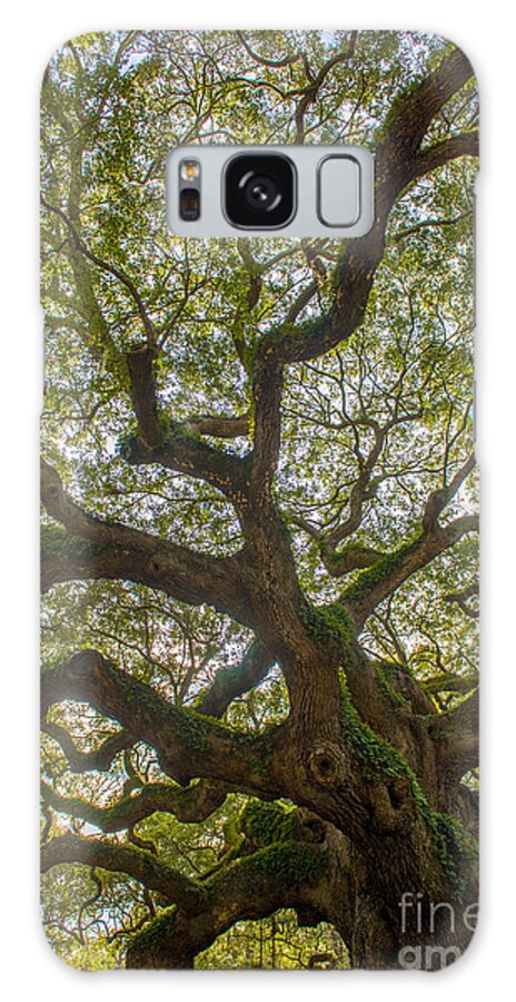 Angel Oak Tree Galaxy Case featuring the photograph Island Angel Oak Tree by Dale Powell
