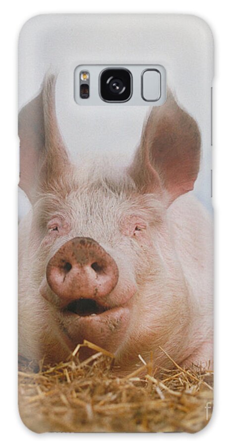 Domestic Pig Galaxy Case featuring the photograph Domestic Pig #9 by Hans Reinhard