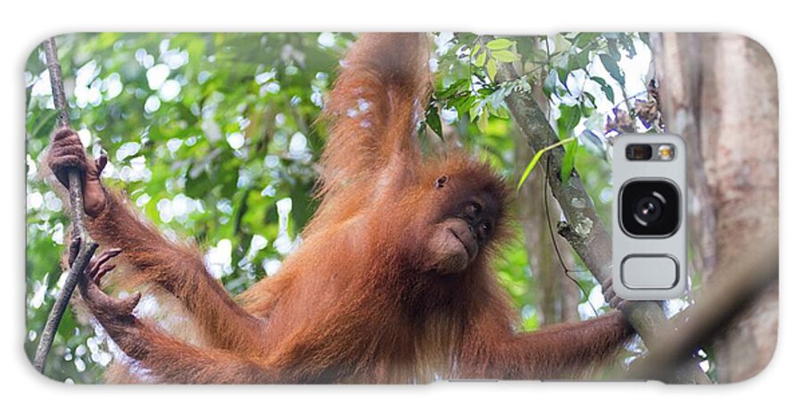 Agile Galaxy Case featuring the photograph Sumatran Orangutan #8 by Scubazoo