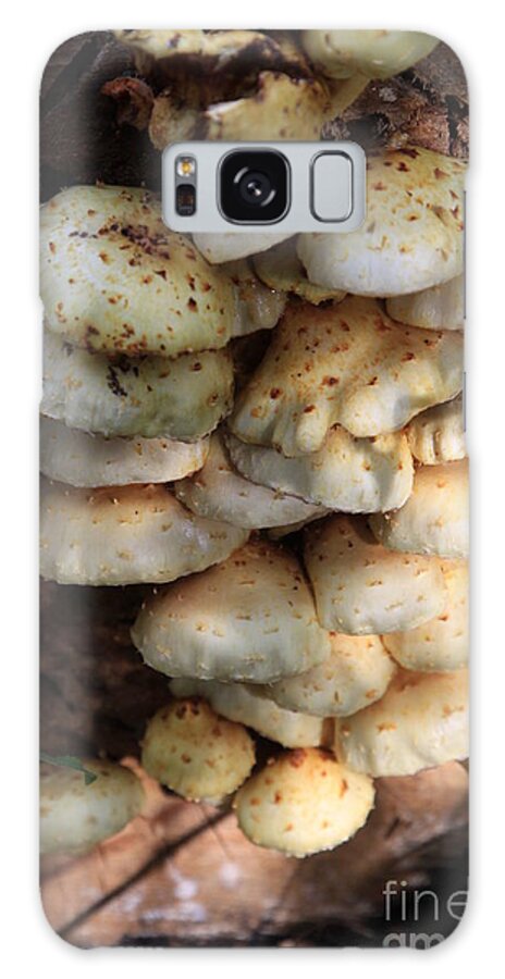 Mushroom Galaxy Case featuring the photograph Mushrooms #89 by Rick Rauzi