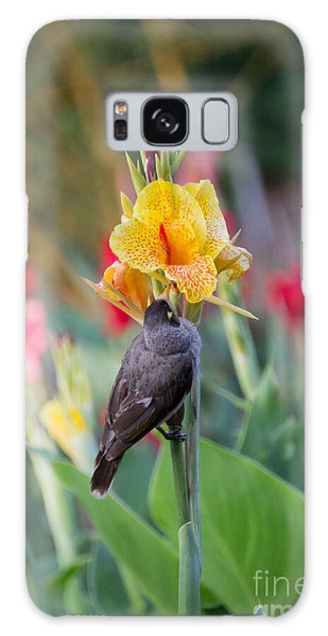 Australia Galaxy S8 Case featuring the photograph A bird on iris by Agnes Caruso