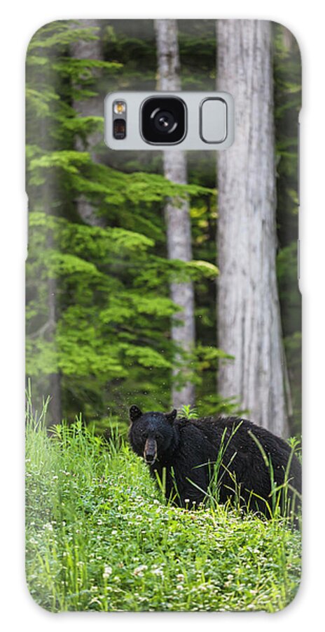 Cedar Tree Galaxy Case featuring the photograph A Black Bear Ursus Americanus Feeding by Joel Koop / Design Pics