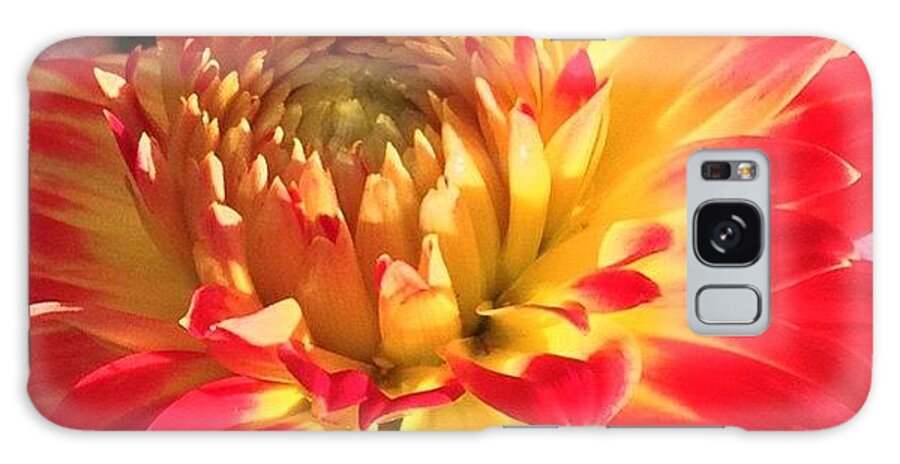 Orange Galaxy Case featuring the photograph A Burst Of Fall Color by Anna Porter